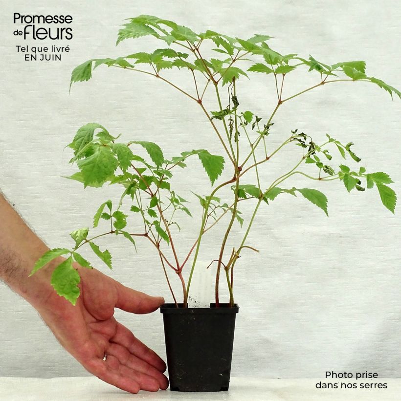 Esemplare di Astilbe thunbergii Straussenfeder Vasetto da 8/9 cm consegnato in estate