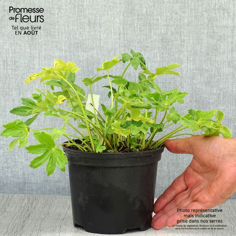 Esemplare di Astrantia major Star of Billion Vaso da 2L/3L consegnato in estate