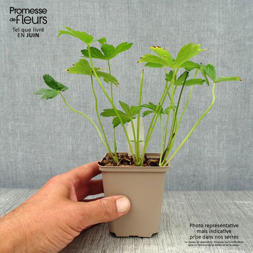 Esemplare di Astrantia major Alba Vasetto da 8/9 cm consegnato in estate