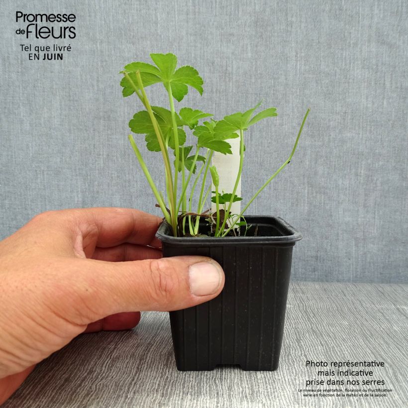 Esemplare di Astrantia major Buckland Vasetto da 8/9 cm consegnato in estate