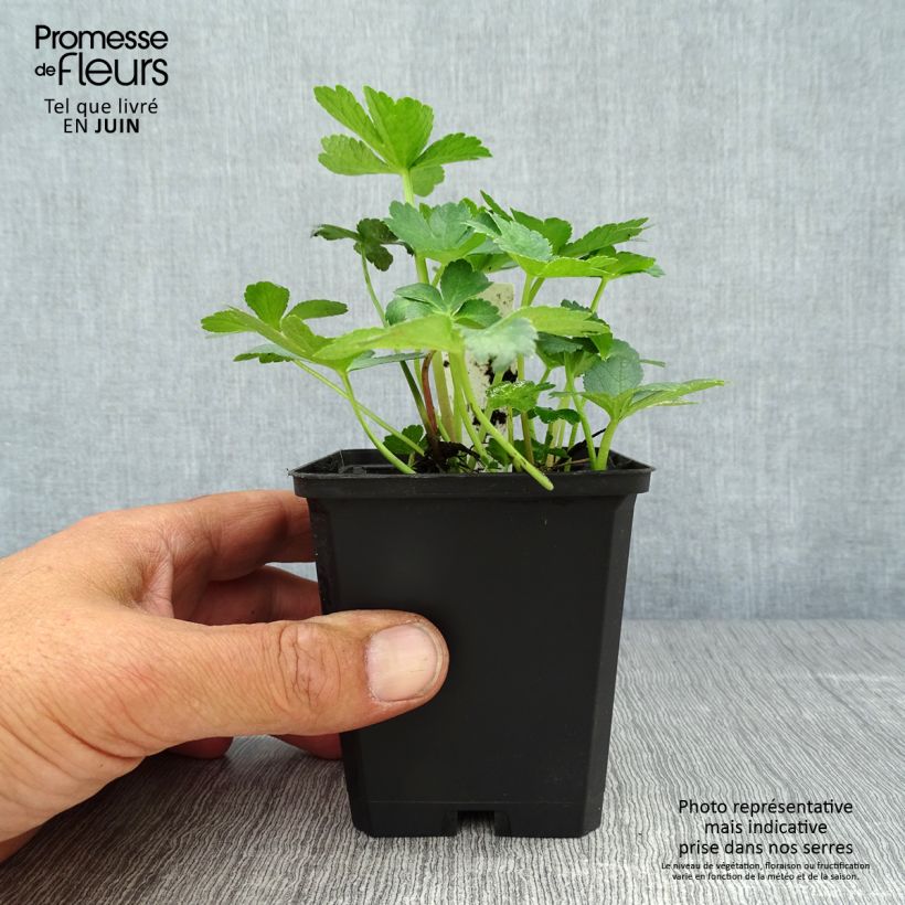 Esemplare di Astrantia major Primadonna Vasetto da 8/9 cm consegnato in estate