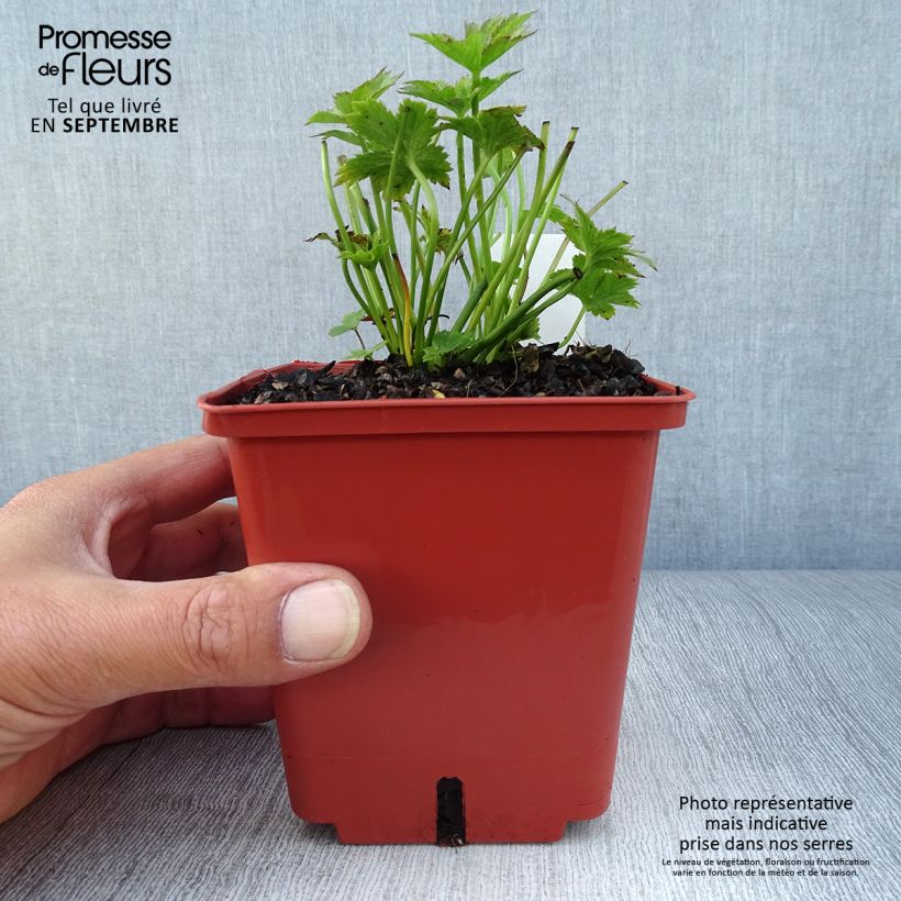 Esemplare di Astrantia major Ruby Wedding Vaso da 1L/1,5L come consegnato in autunno
