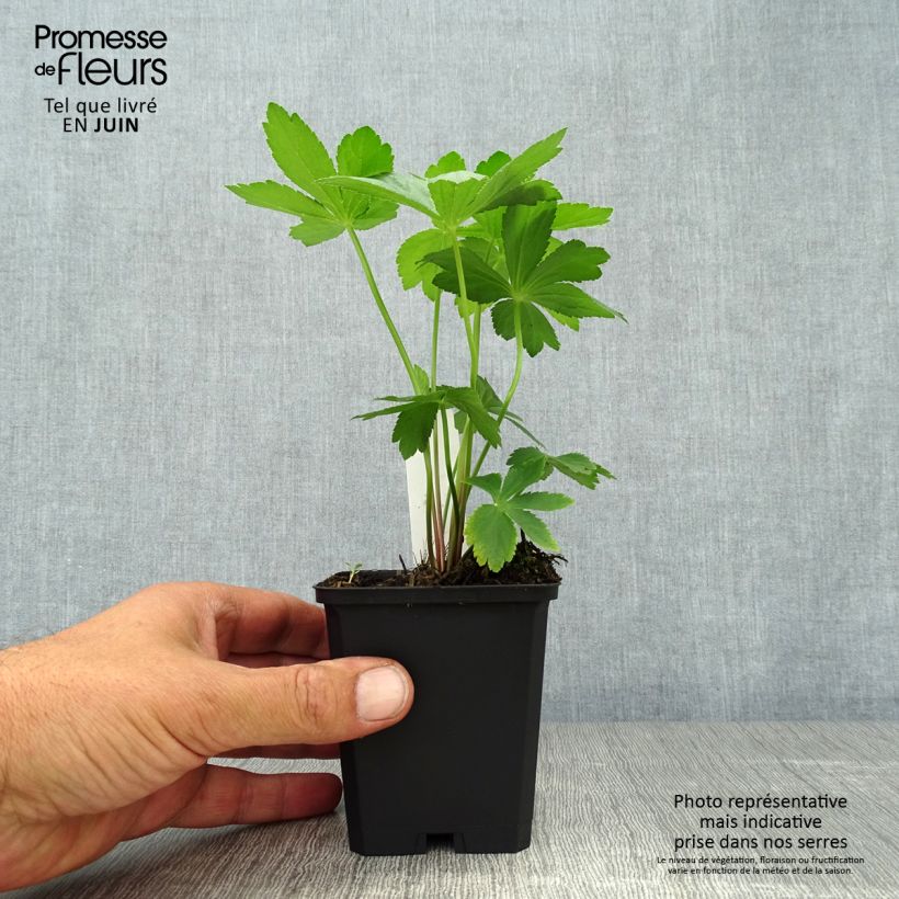 Esemplare di Astrantia major Vasetto da 8/9 cm consegnato in estate
