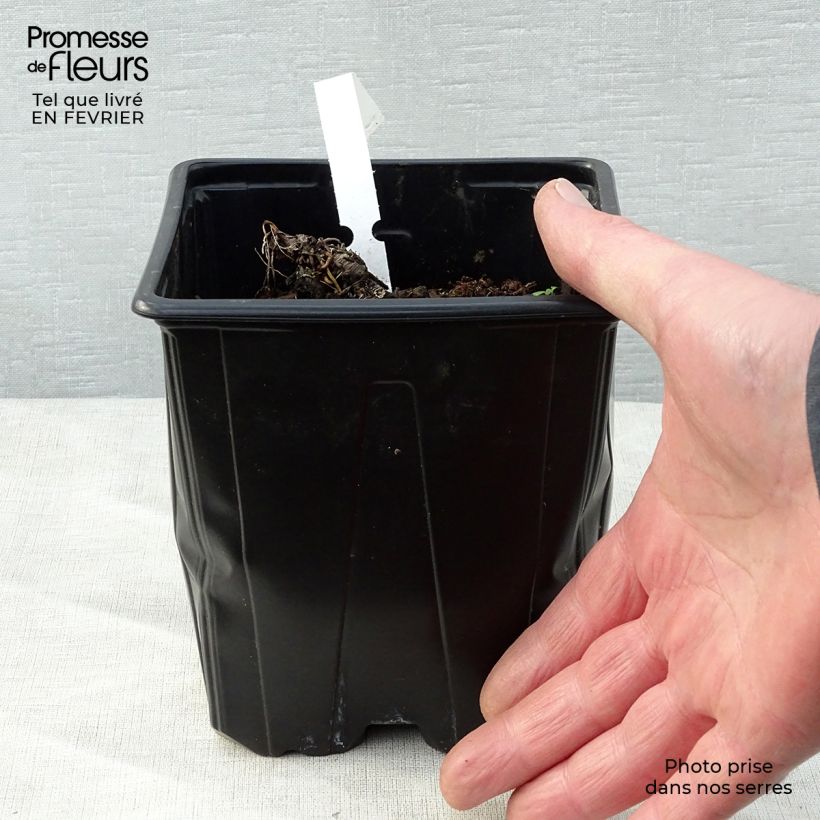 Astrantia major Vaso da 2L/3L esemplare consegnato in inverno