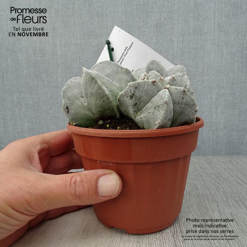 Esemplare di Astrophytum myriostigma - Berretta del vescovo Vaso da Ø 12 cm / 13 cm come consegnato in autunno