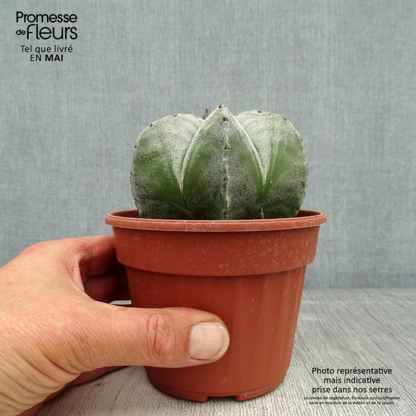 Astrophytum myriostigma - Berretta del vescovo Vaso da Ø 12 cm / 13 cmAltezza consegnata circa 5cm esemplare consegnato in primavera
