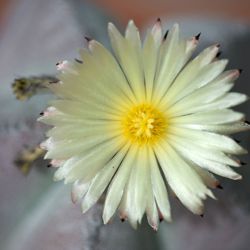 Astrophytum myriostigma - Berretta del vescovo (Fioritura)