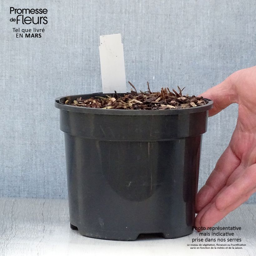 Athyrium niponicum var. pictum Ghost - Felce Vaso da 2L/3L esemplare consegnato in primavera