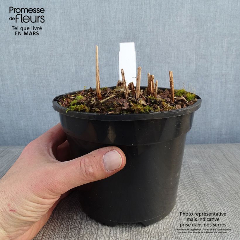 Athyrium niponicum var. pictum Ghost - Felce Vaso da 2L/3L esemplare consegnato in inverno