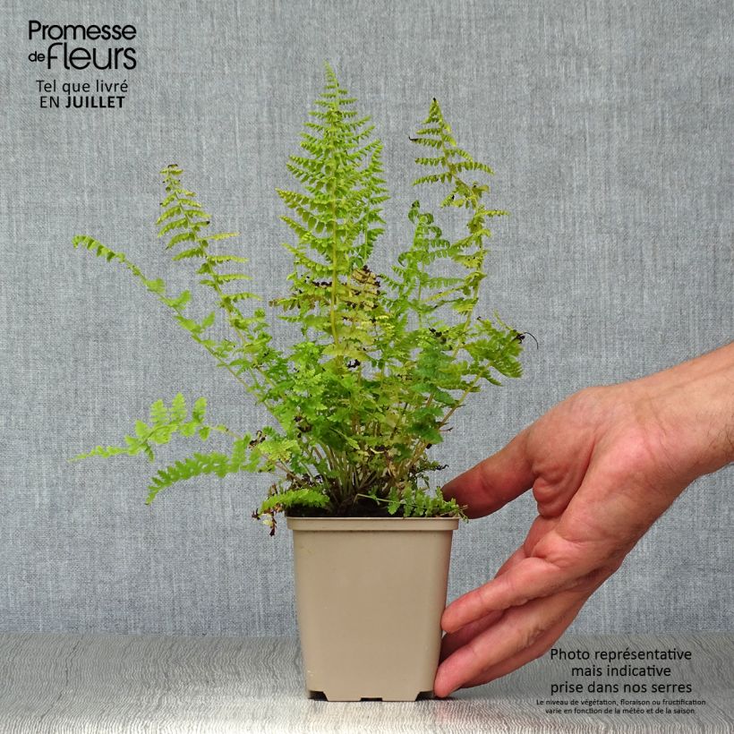 Esemplare di Athyrium filix-femina - Felce femmina Vasetto da 8/9 cm consegnato in estate