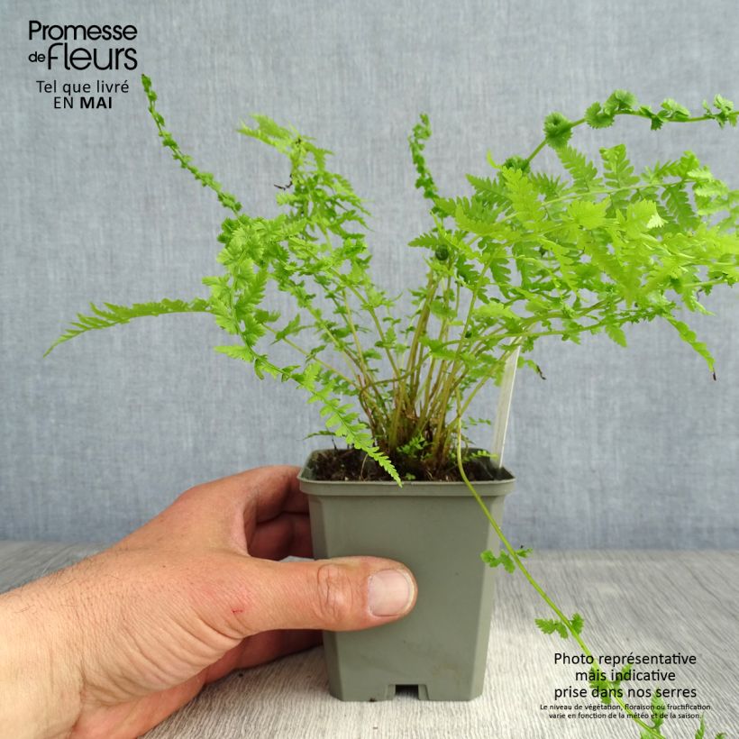 Athyrium filix-femina Frizelliae - Felce femmina Vasetto da 8/9 cm esemplare consegnato in primavera