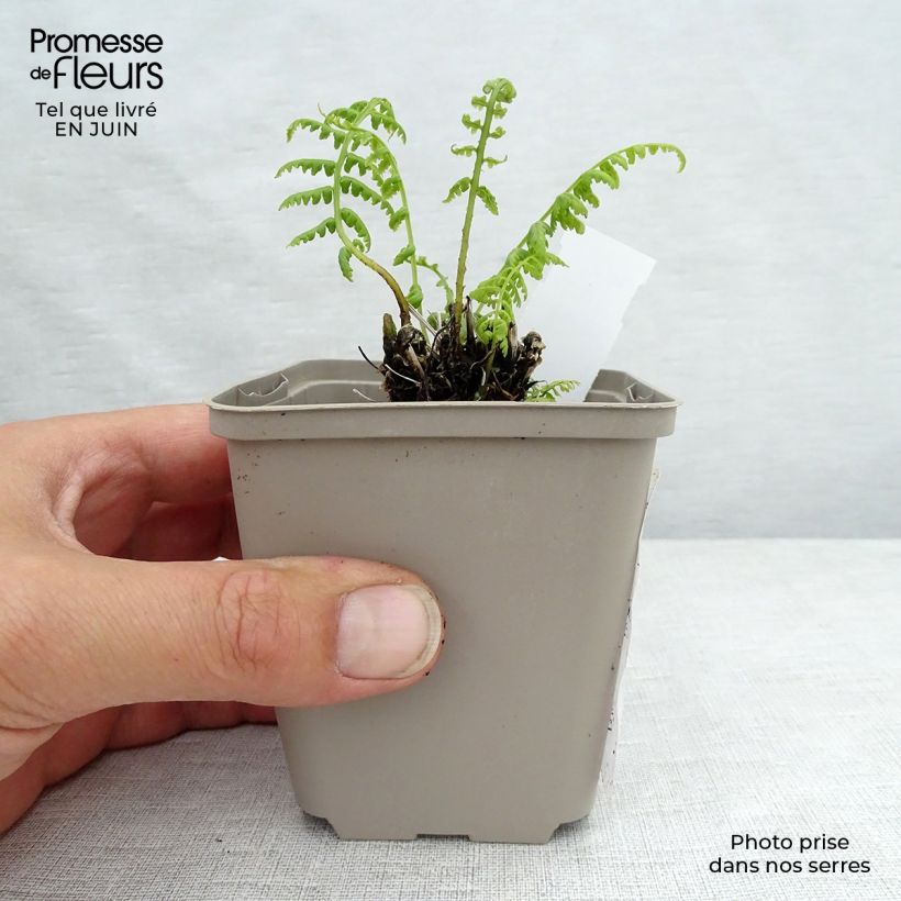 Esemplare di Athyrium filix-femina var. angustum forma rubellum Lady in Red - Felce femmina Vasetto da 8/9 cm consegnato in estate