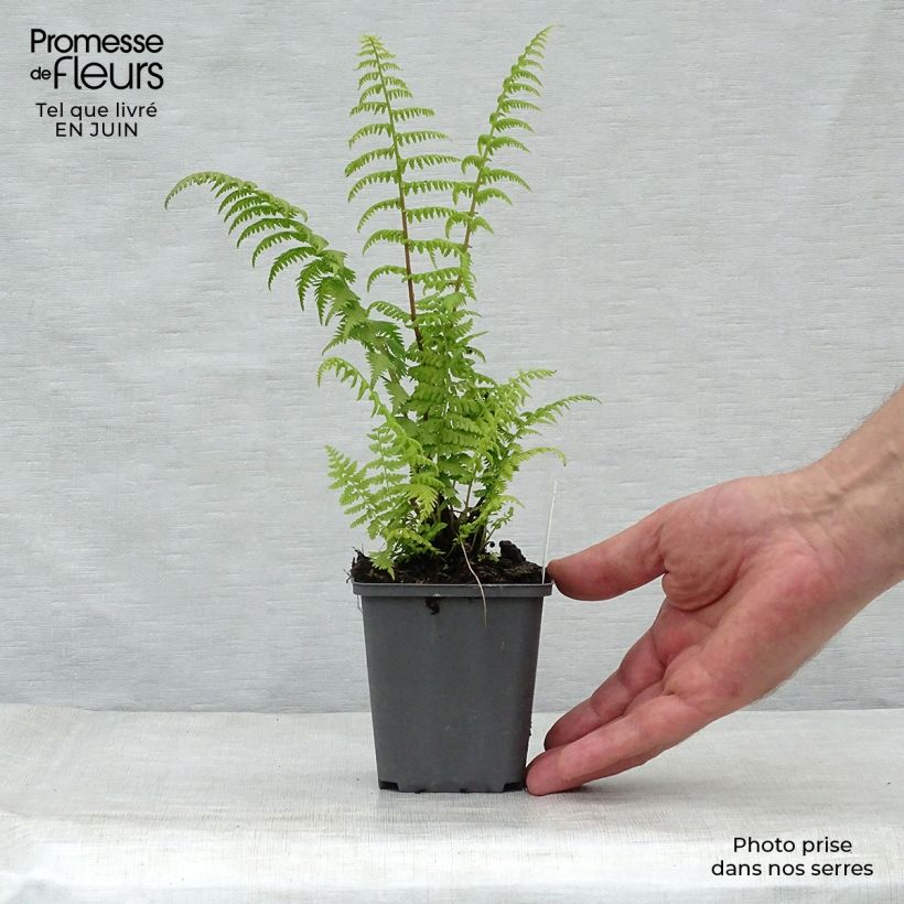 Esemplare di Athyrium filix-femina Rotstiel - Felce femmina Vasetto da 8/9 cm consegnato in estate