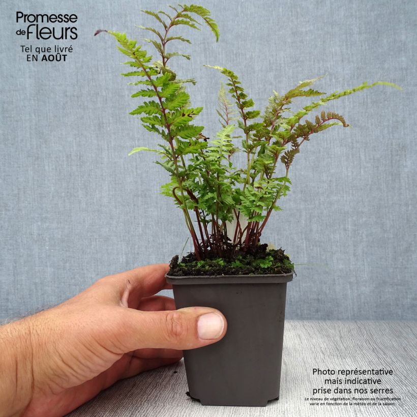 Esemplare di Athyrium niponicum Burgundy Lace - Felce Vasetto da 8/9 cm consegnato in estate