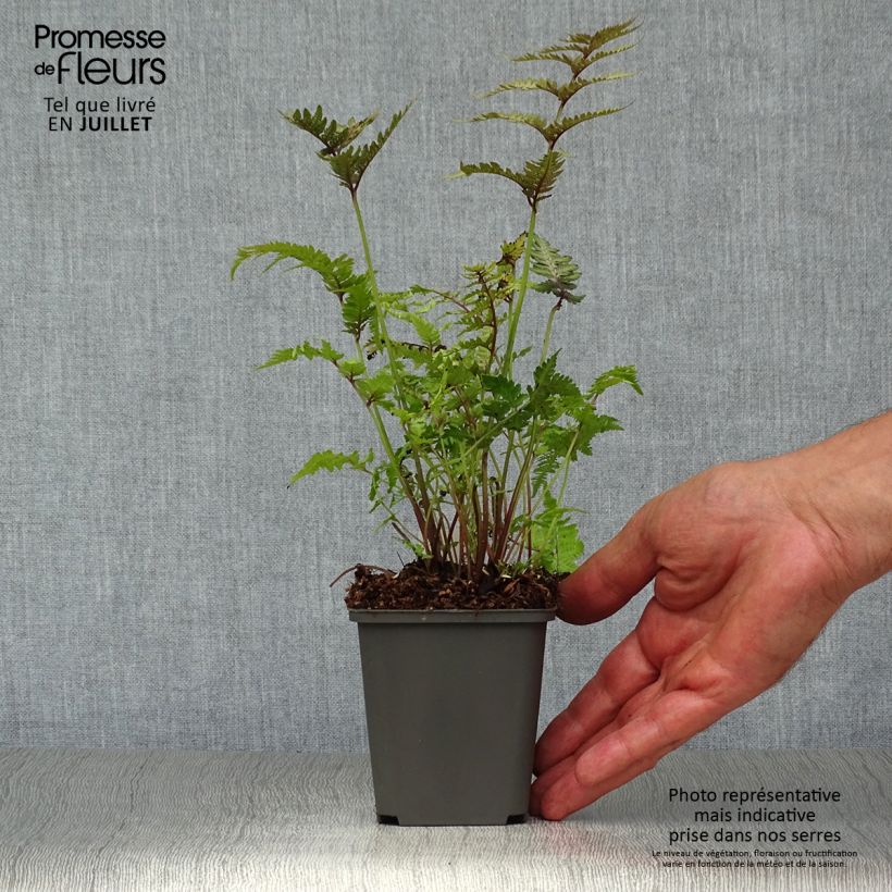 Esemplare di Athyrium niponicum Pewter Lace - Felce Vasetto da 8/9 cm consegnato in estate