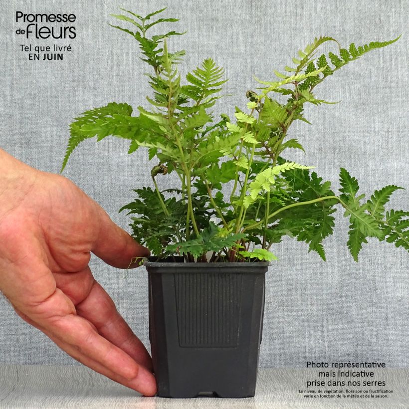 Esemplare di Athyrium niponicum var. pictum - Felce Vasetto da 8/9 cm consegnato in estate