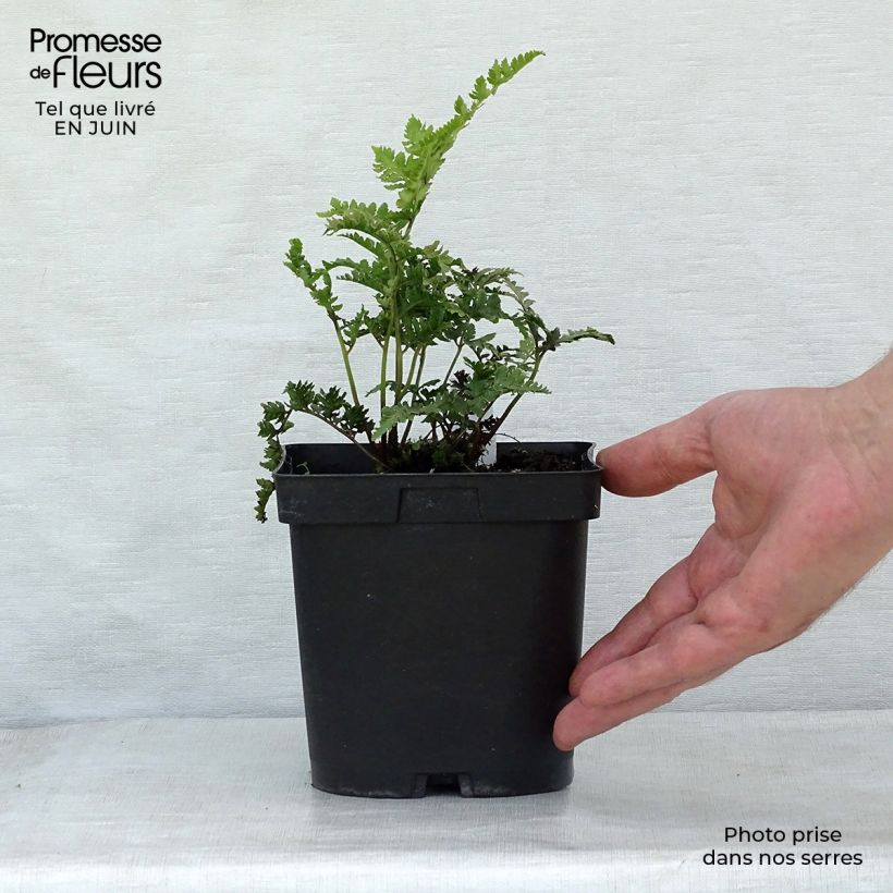 Esemplare di Athyrium niponicum Ursula's red - Felce Vasetto da 8/9 cm consegnato in estate