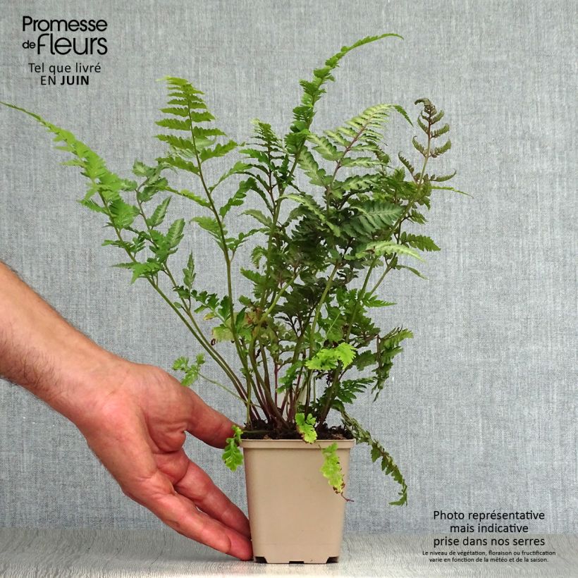 Esemplare di Athyrium niponicum var. pictum Red Beauty - Felce Vasetto da 8/9 cm consegnato in estate