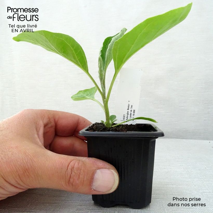 Melanzana Baluroi F1 Vasetto da 7/8 cm esemplare consegnato in primavera