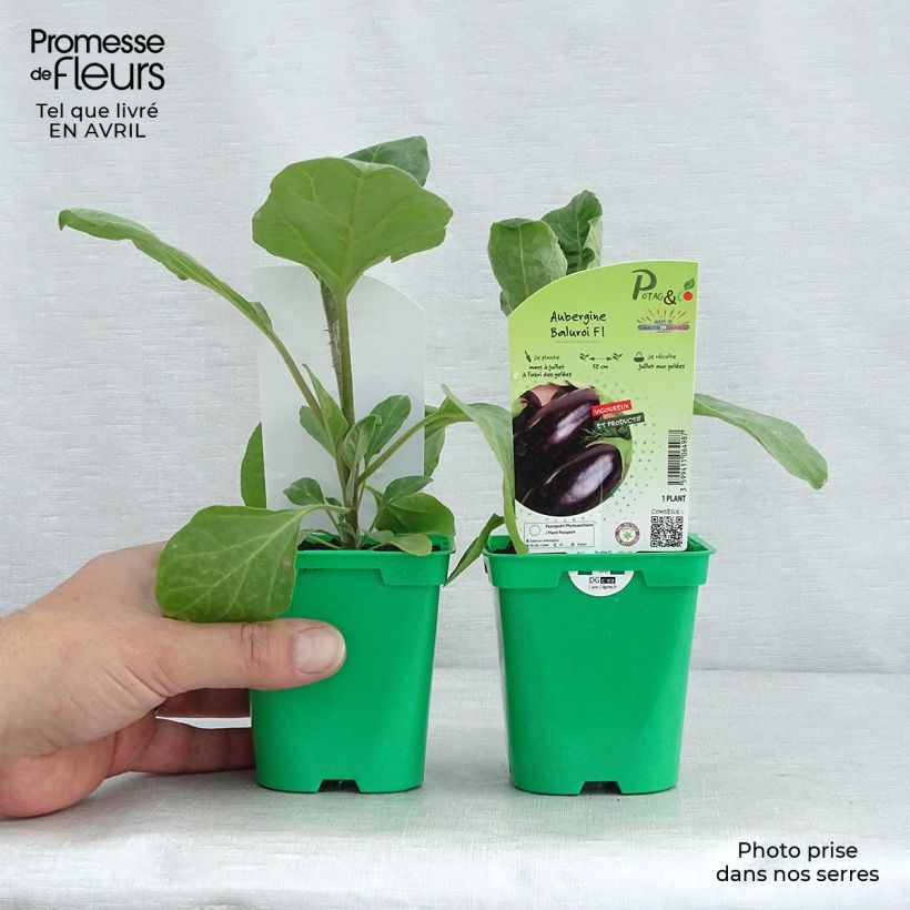 Melanzana Baluroi F1 Vaso da Ø 10 cm/11 cm esemplare consegnato in primavera