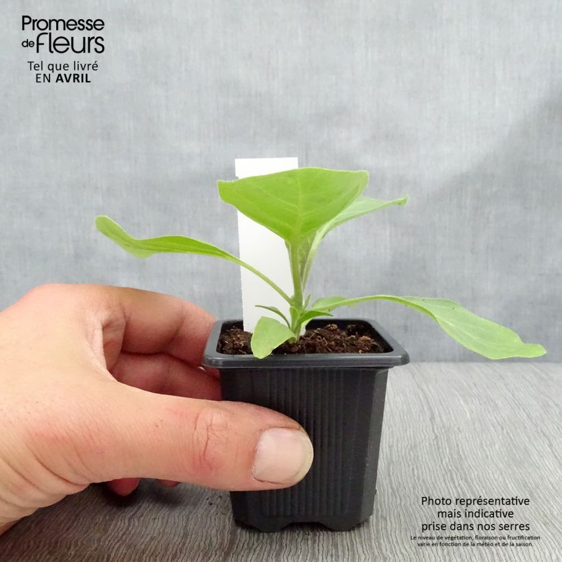 Melanzana Bonica F1 (piante) Vasetto da 7/8 cm esemplare consegnato in inverno