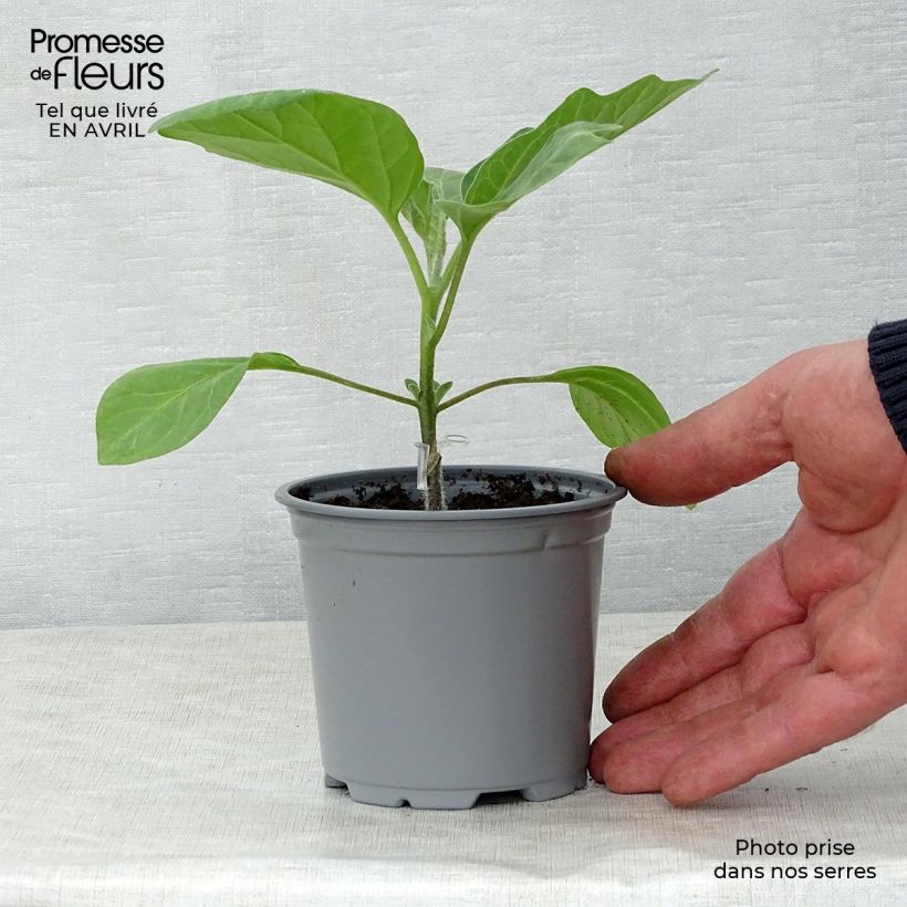 Melanzana Bonica (piante innestate) Vasetto da 8/9 cm esemplare consegnato in primavera