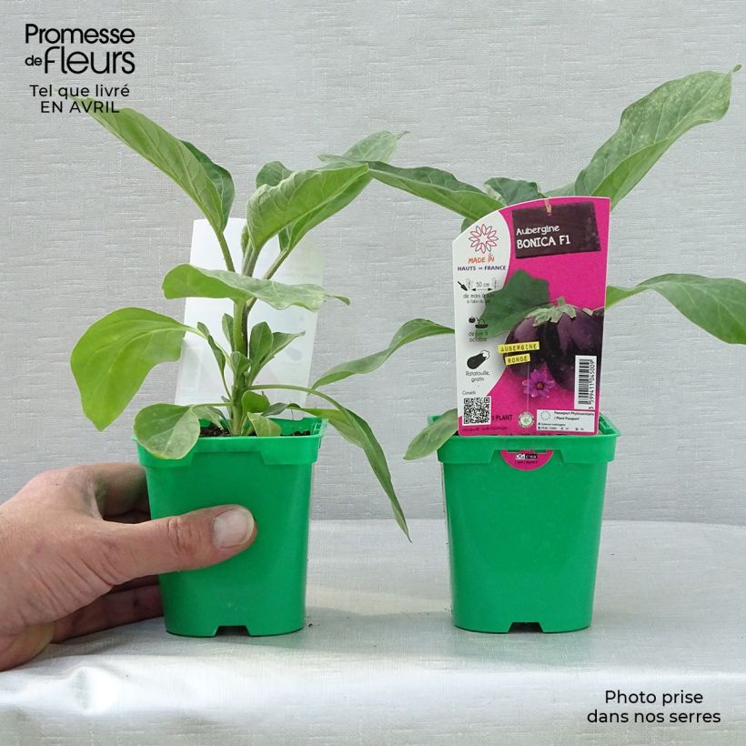 Melanzana Bonica F1 (piante) Vaso da Ø 10 cm/11 cm esemplare consegnato in primavera