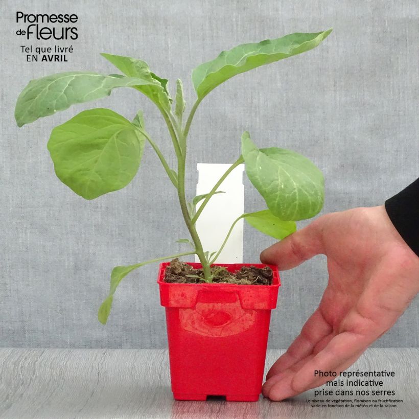 Melanzana Classic hybrid F1 Vaso da Ø 10 cm/11 cm esemplare consegnato in primavera