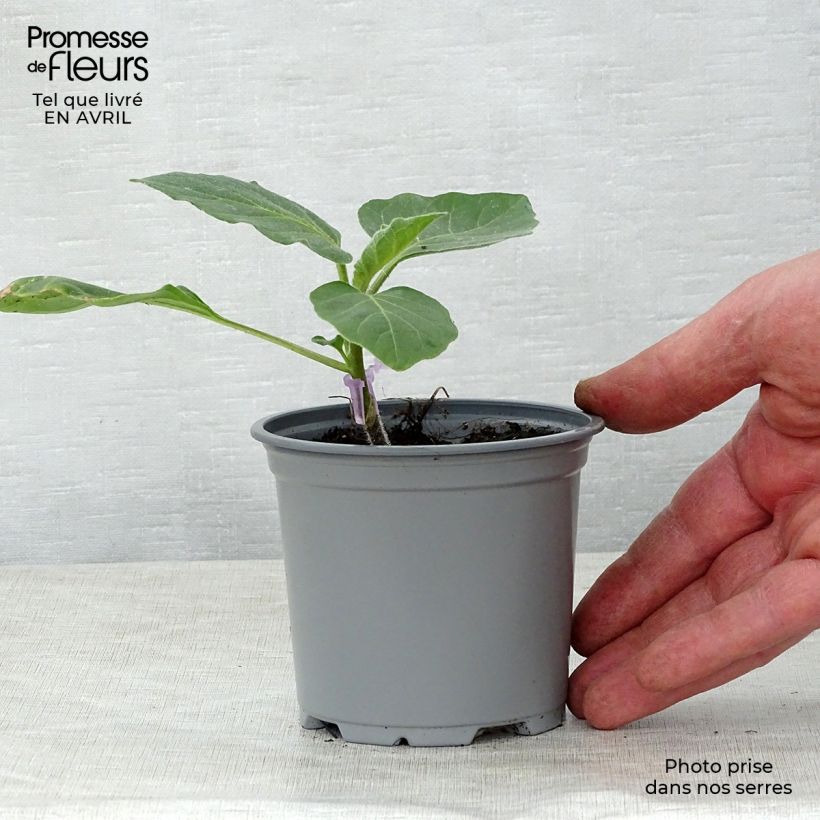 Melanzana Rania F1 Vasetto da 8/9 cm esemplare consegnato in primavera