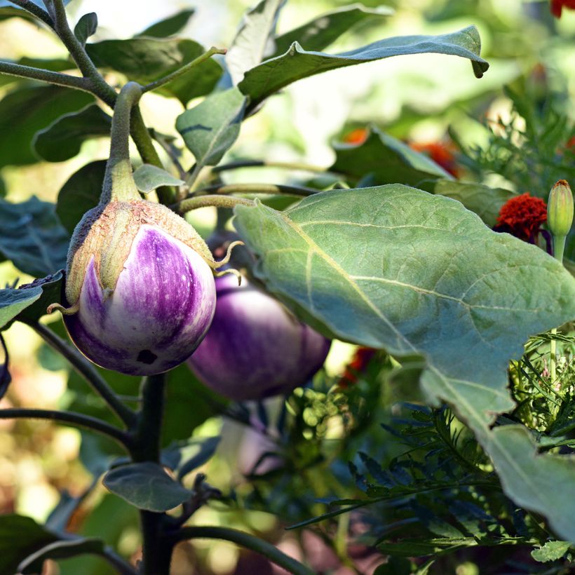 Melanzana Aubergine Rotonda Bianca Sfumata Di Rosa (Porto)