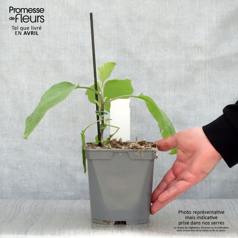 Melanzana Sultane Vaso da Ø 10 cm/11 cm esemplare consegnato in primavera