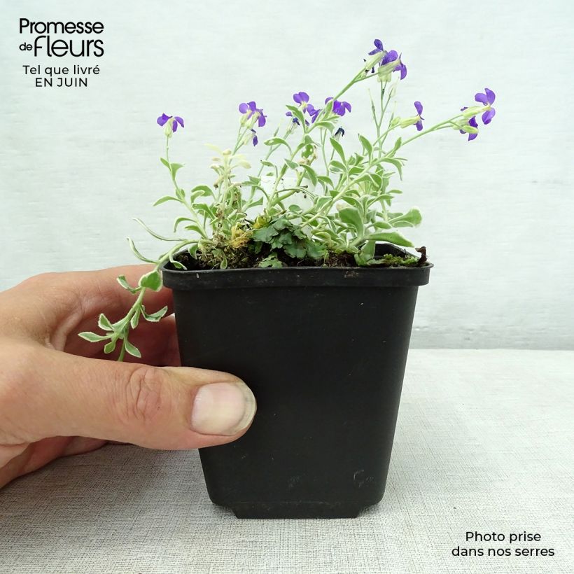 Esemplare di Aubrieta Dr Mules Variegated - Aubrezia Vasetto da 8/9 cm consegnato in estate