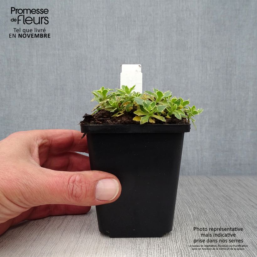 Esemplare di Aubrieta Argenteovariegata - Aubrezia Vasetto da 8/9 cm come consegnato in autunno
