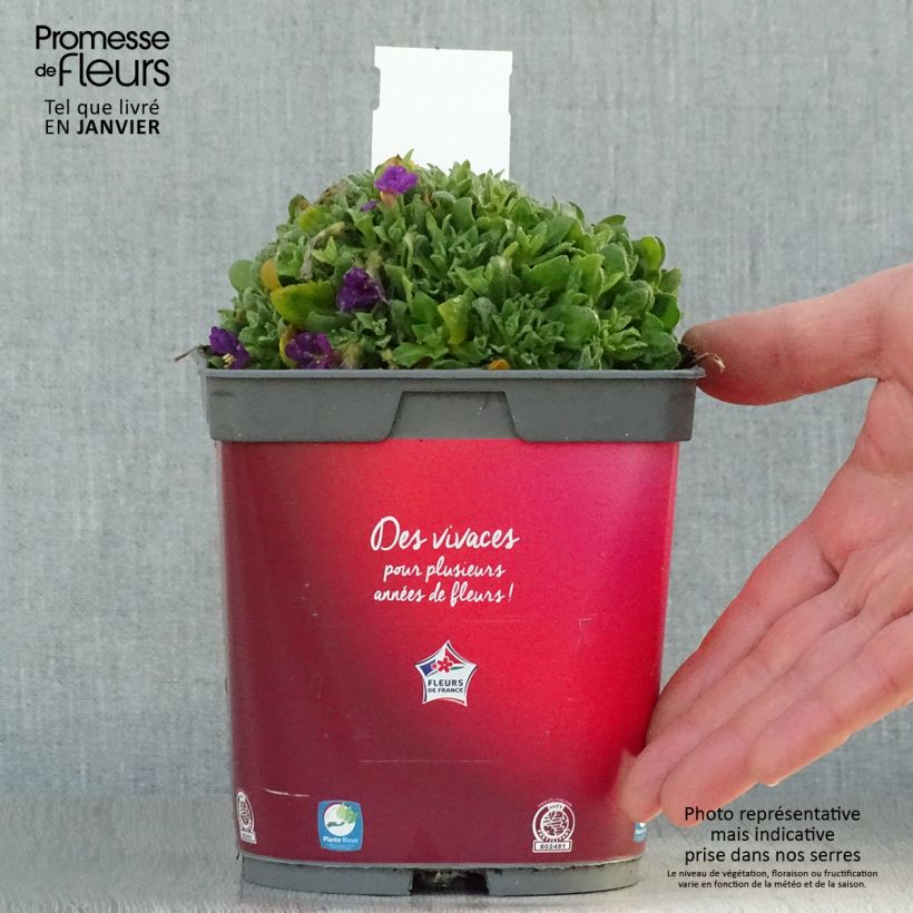 Aubrieta Rose-Red - Aubrezia Vaso da 2L/3L esemplare consegnato in inverno