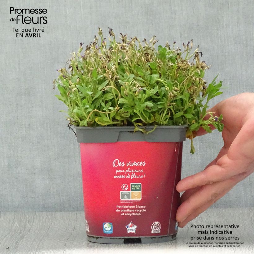 Aubrieta Rose-Red - Aubrezia Vaso da 2L/3L esemplare consegnato in primavera