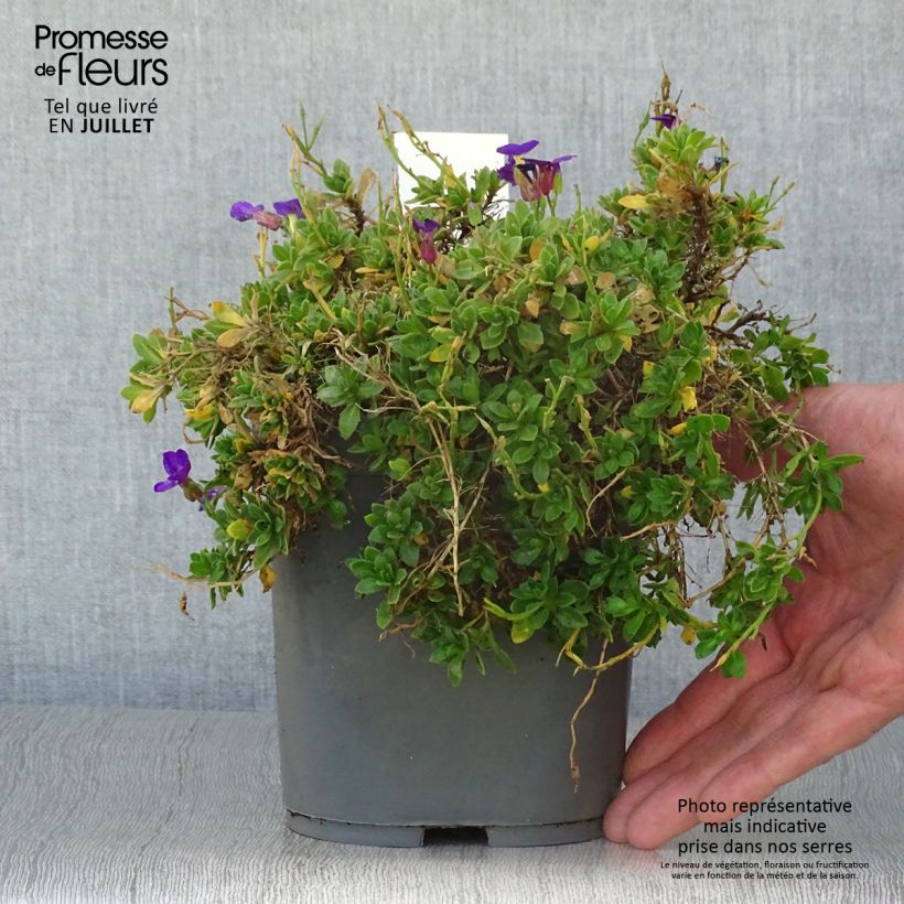 Esemplare di Aubrieta Kitte Blue - Aubrezia Vaso da 2L/3L consegnato in estate