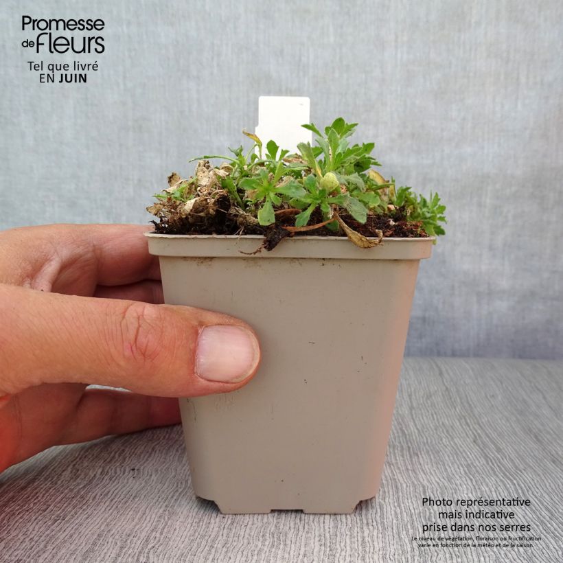 Esemplare di Aubrieta Fiona - Aubrezia Vasetto da 8/9 cm consegnato in estate