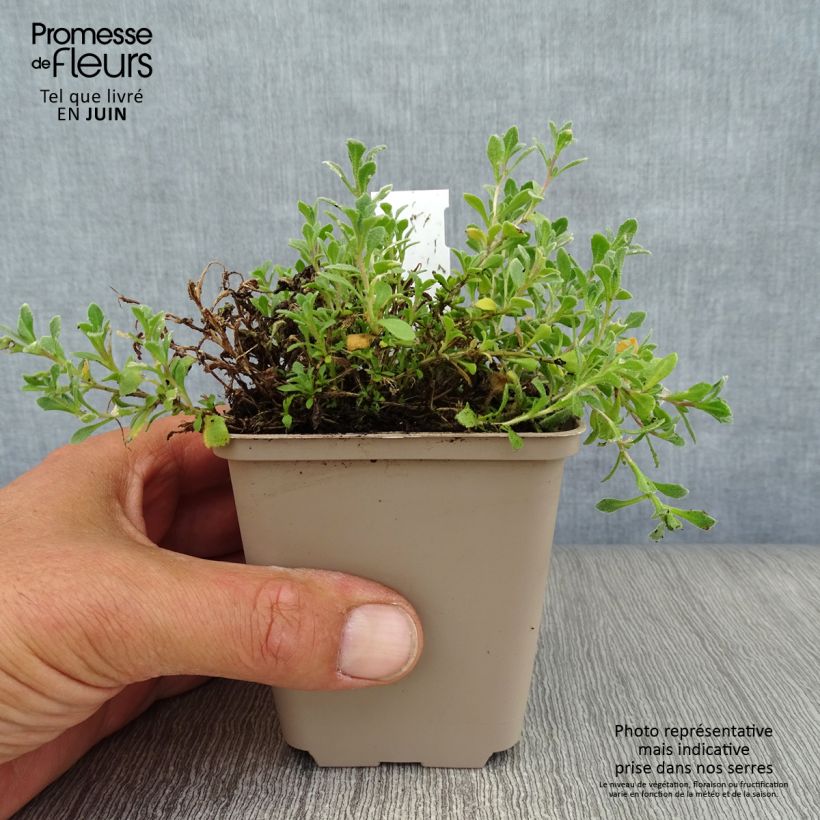 Esemplare di Aubrieta Cascade Blue - Aubrezia Vasetto da 8/9 cm consegnato in estate