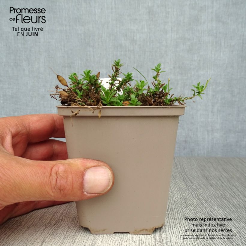 Esemplare di Aubrieta Hamburger Stadtpark - Aubrezia Vasetto da 8/9 cm consegnato in estate