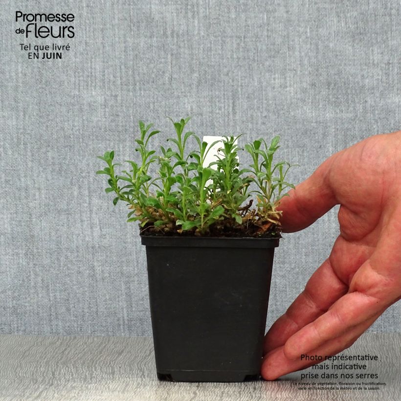 Esemplare di Aubrieta Cascade Red - Aubrezia Vasetto da 8/9 cm consegnato in estate