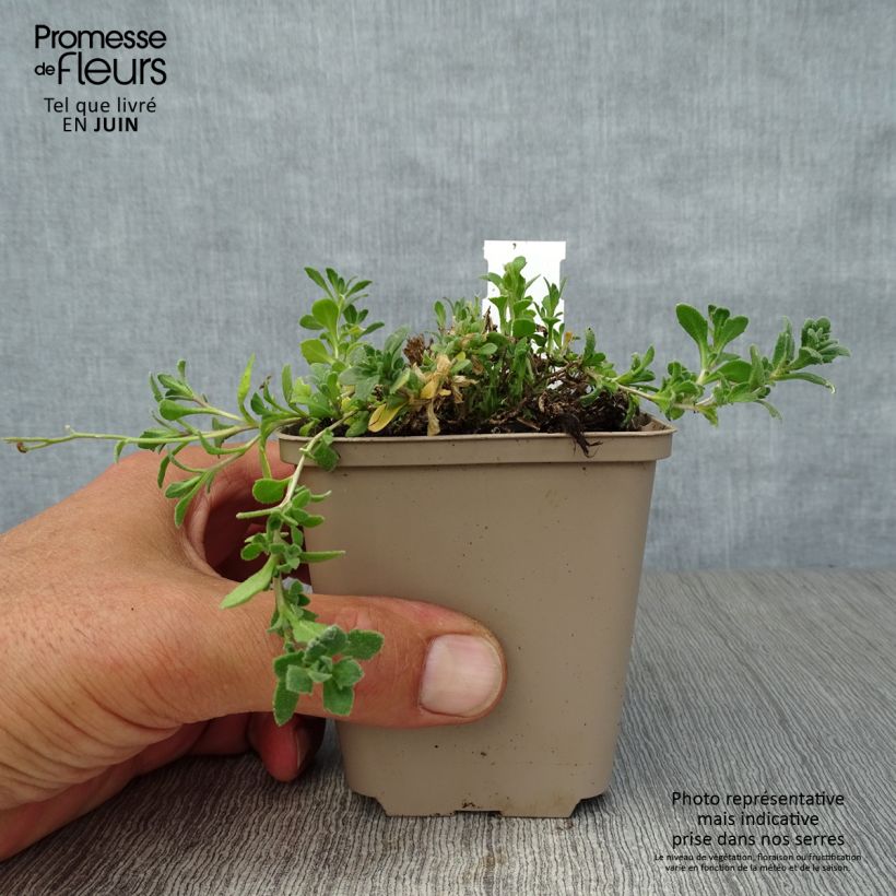 Esemplare di Aubrieta Cascade Purple - Aubrezia Vasetto da 8/9 cm consegnato in estate