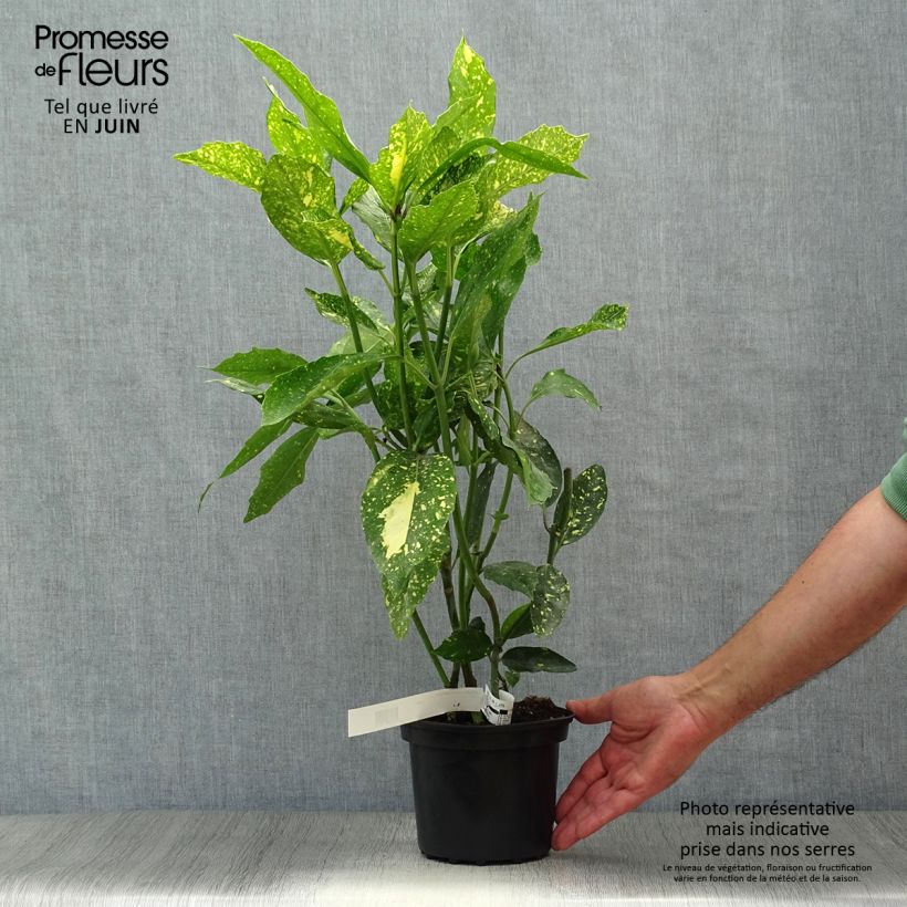 Esemplare di Aucuba japonica Crotonifolia Vaso da 2L/3L consegnato in estate