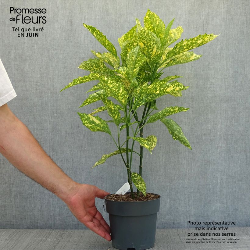 Esemplare di Aucuba japonica Golden King Vaso da 2L/3L consegnato in estate