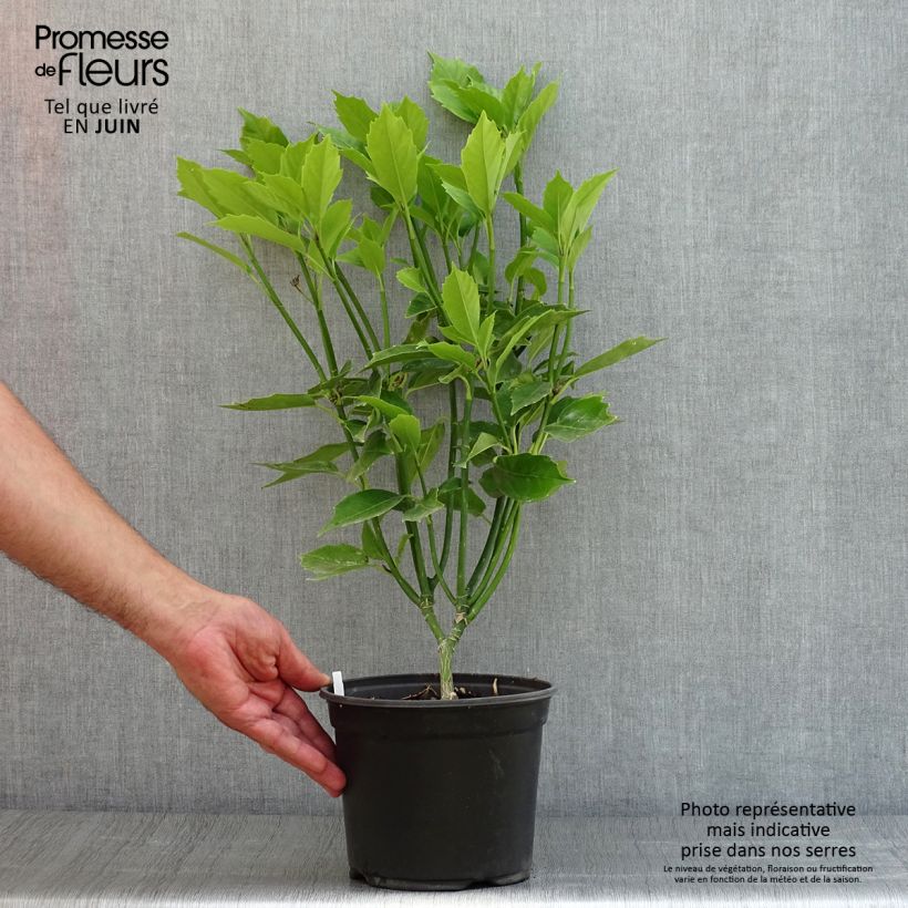 Esemplare di Aucuba japonica Vaso da 3L/4L consegnato in estate
