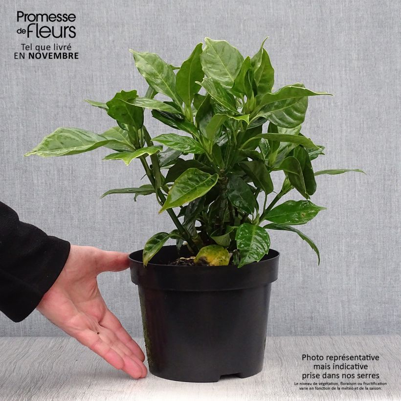 Esemplare di Aucuba japonica Rozannie Vaso da 2L/3L come consegnato in autunno