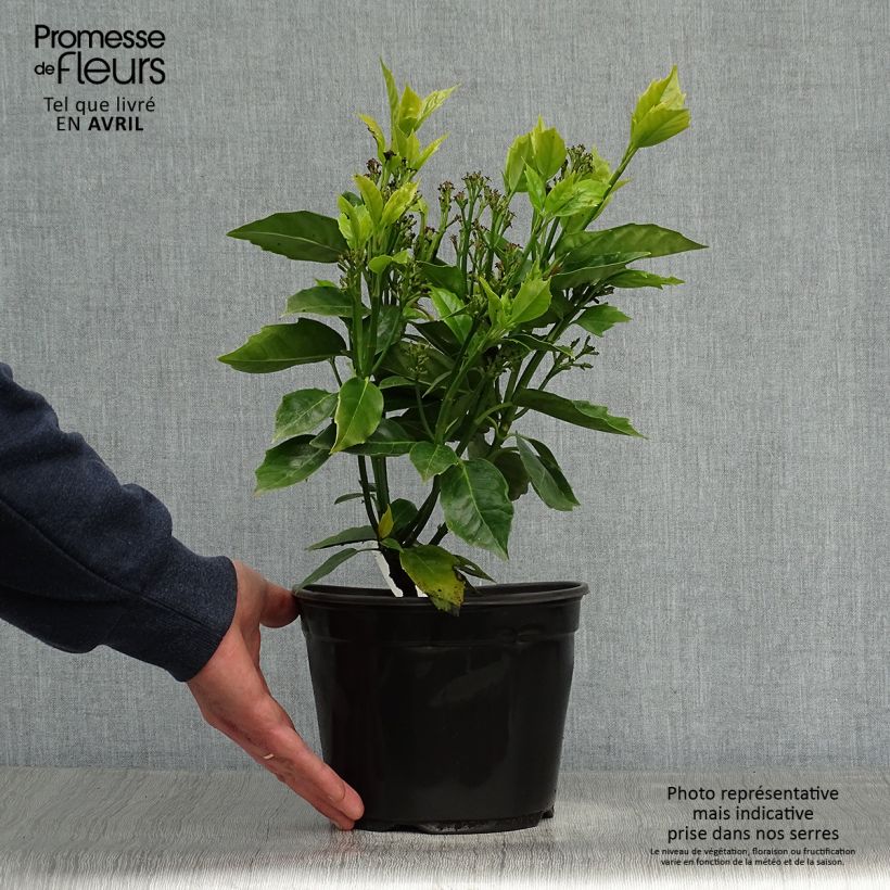 Aucuba japonica Rozannie Vaso da 2L/3L esemplare consegnato in primavera