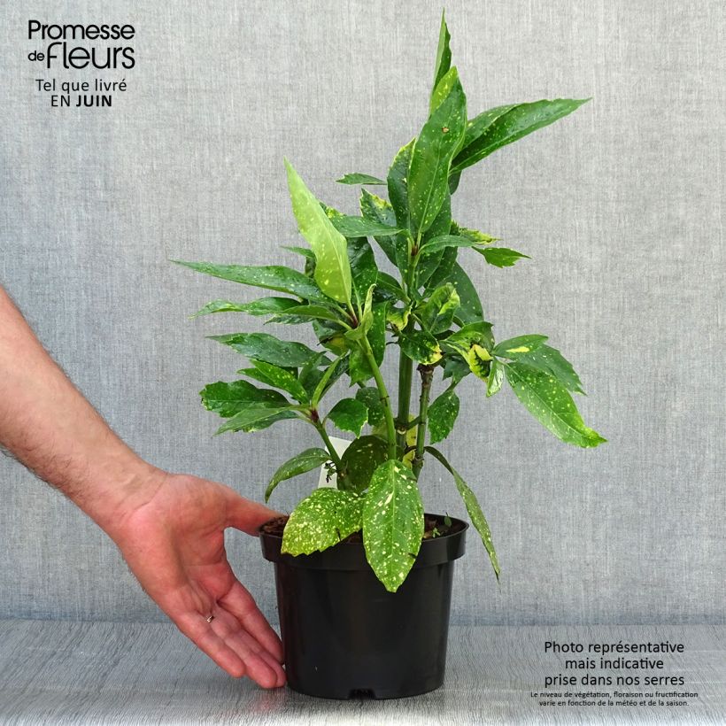 Esemplare di Aucuba japonica Variegata Vaso da 2L/3L consegnato in estate