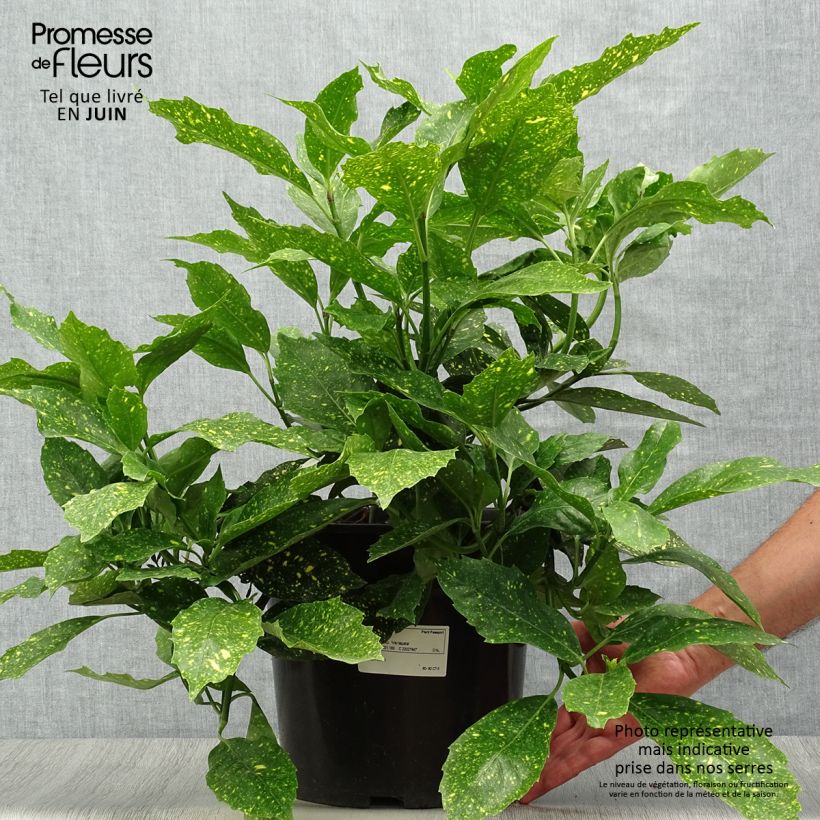 Esemplare di Aucuba japonica Variegata Vaso da 7,5L/10L consegnato in estate