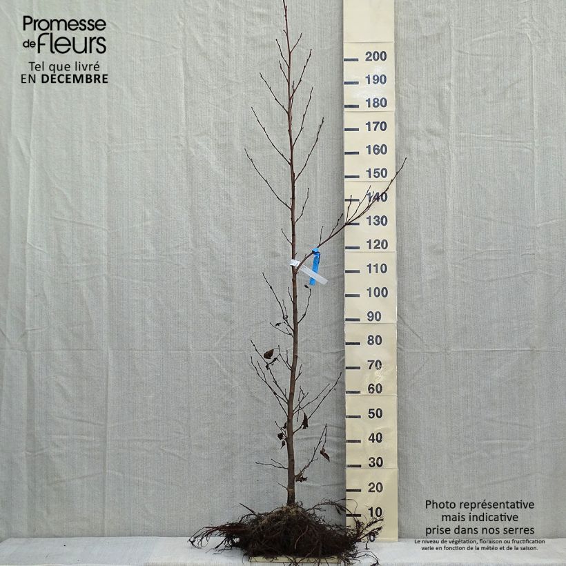 Alnus glutinosa - Ontano comune Piante piccole a radice nuda esemplare consegnato in inverno