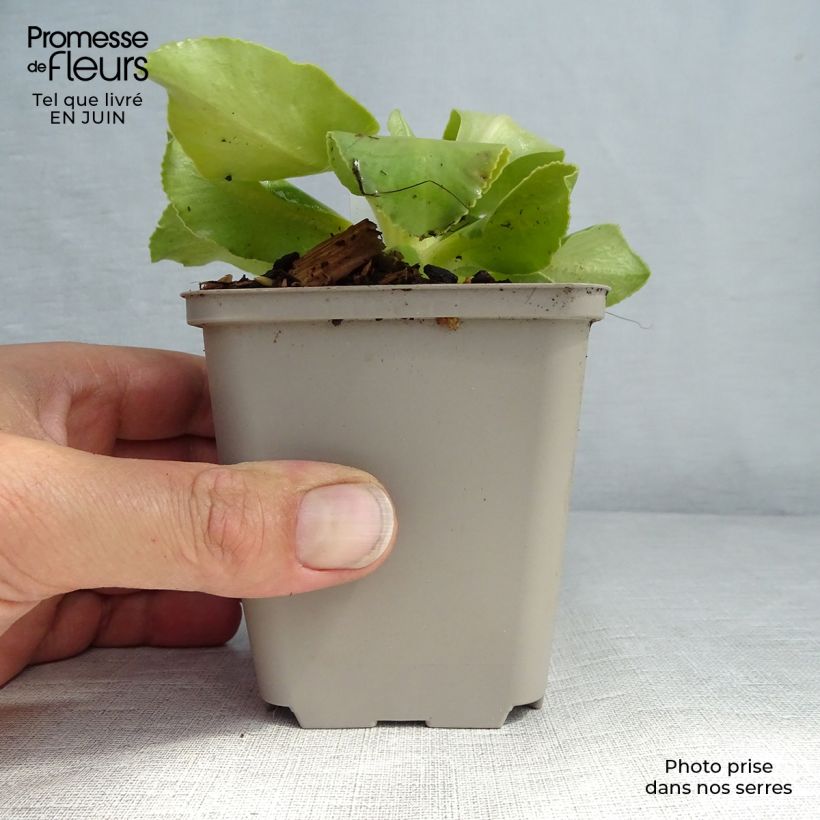 Esemplare di Primula pubescens Vasetto da 8/9 cm consegnato in estate